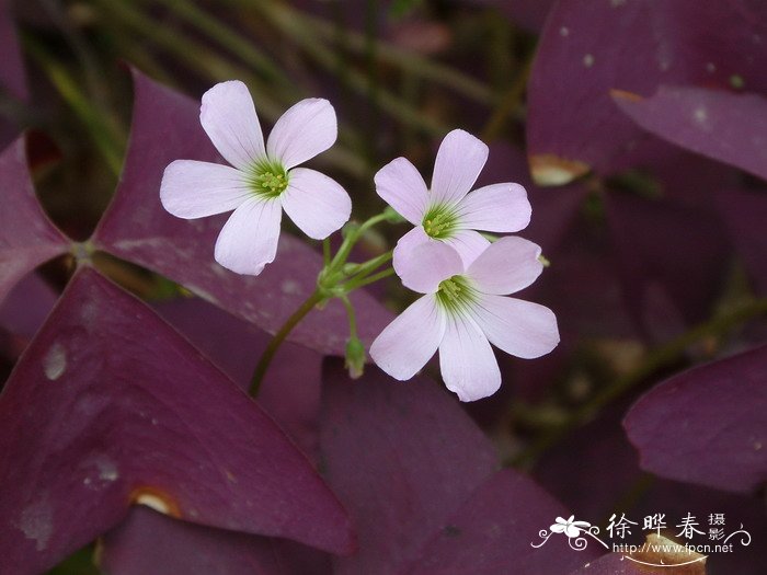 春天的花朵