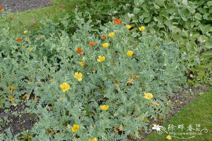 桂花几月开花哪个季节