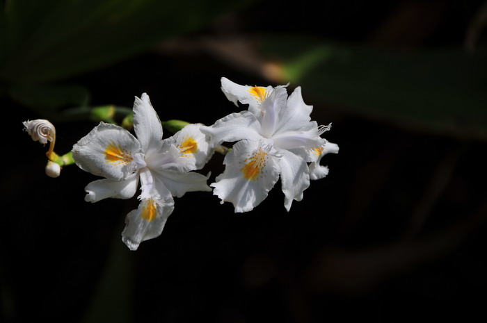 荧光小菇