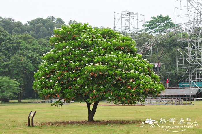 玉兰花介绍