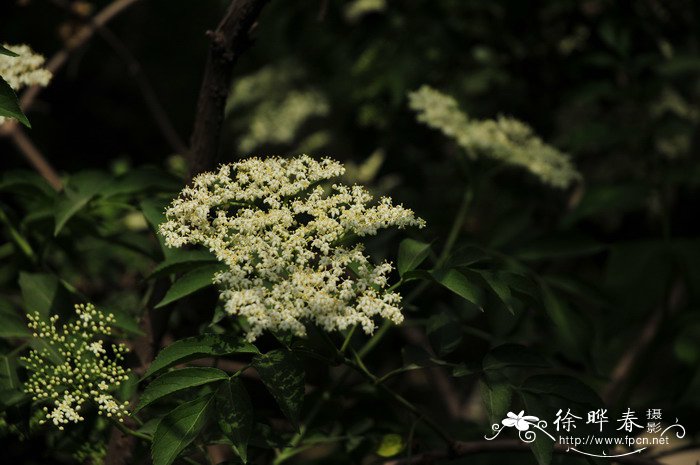 玫瑰干花怎么做