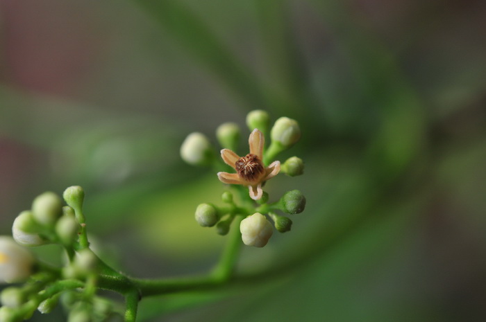 杨梅舌和草莓舌的区别图片