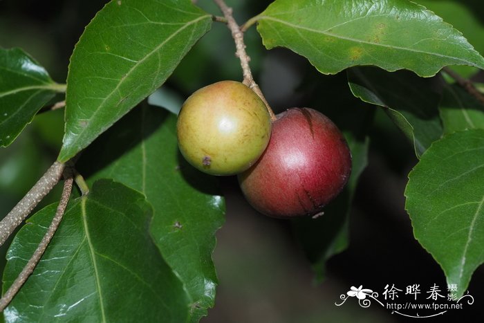 百合花价格