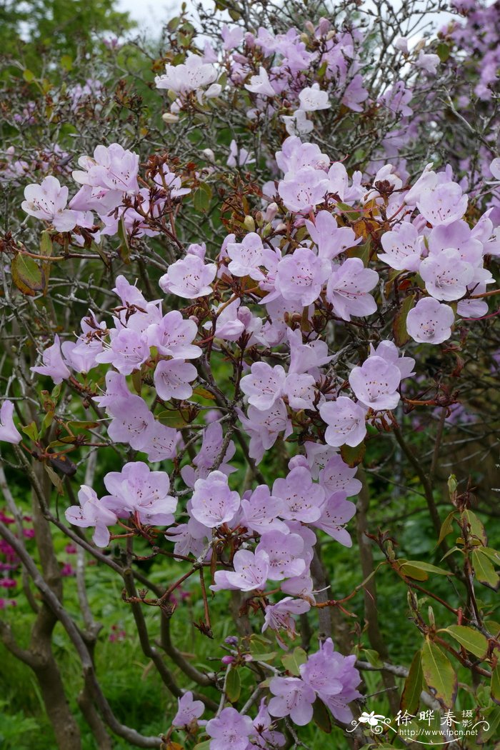 海棠花期