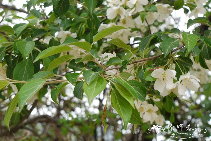 菊花的象征