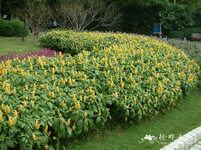 梅花图片大全简笔画