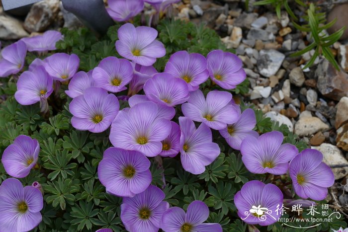 映山红什么时候开花