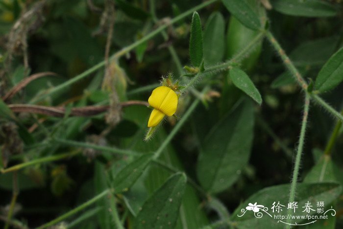 玉兰花简介