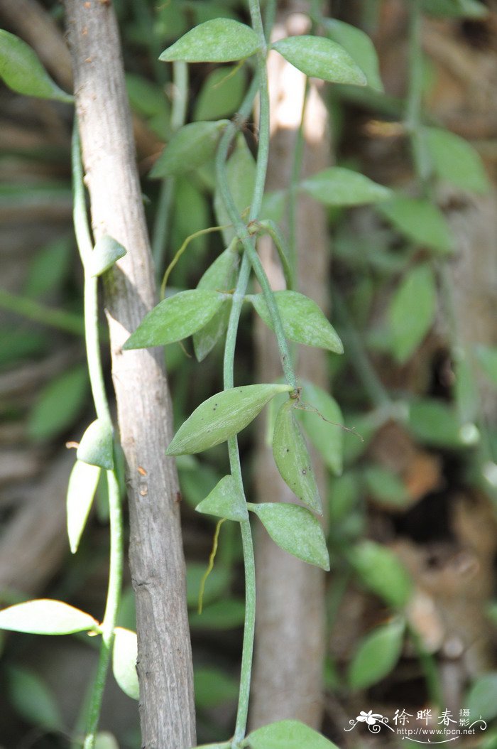 火龙果种植方法