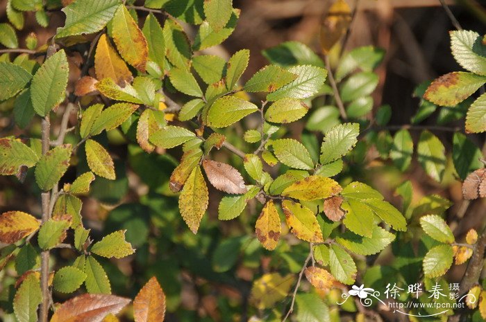 金玉满堂花图片