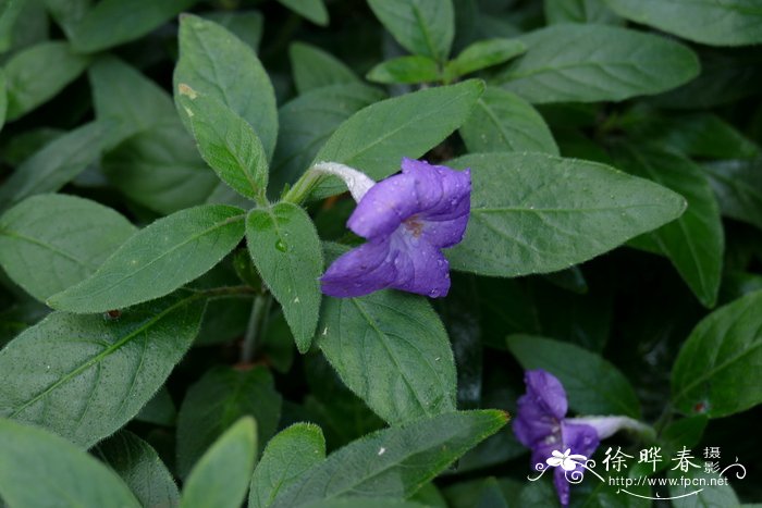 bacopa monnieri