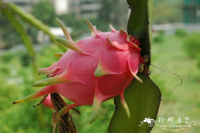 野生荠菜图片大全