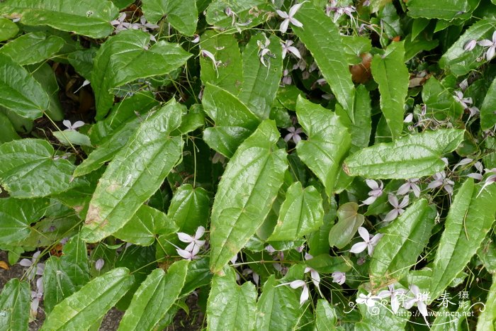 芒果树在北方能种植吗