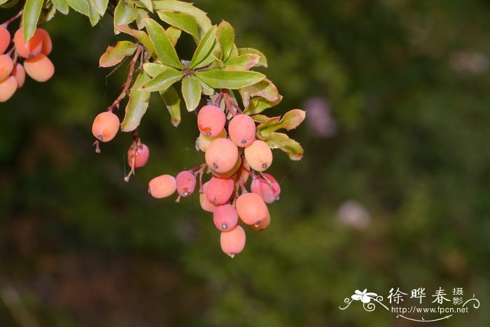 蝴蝶兰花谢后怎么处理