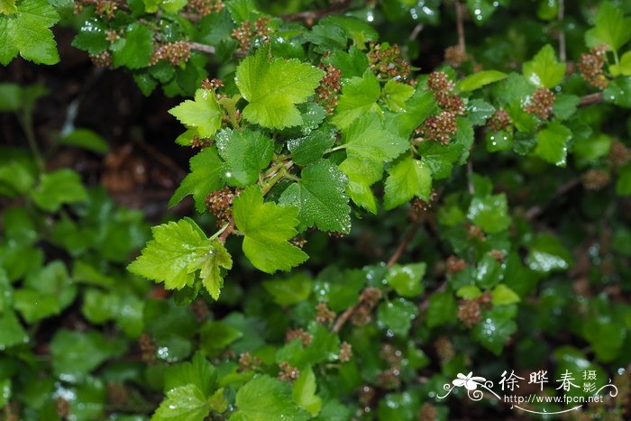 50朴树价格