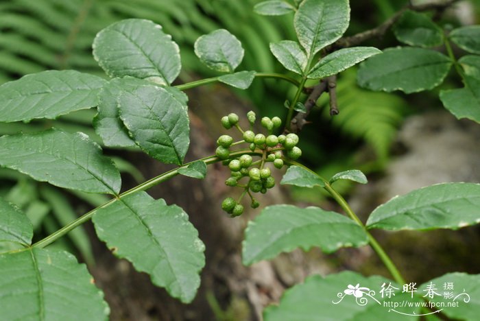 生态树池