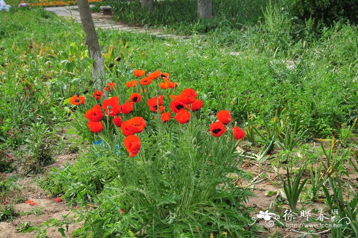 野生荠菜图片大全