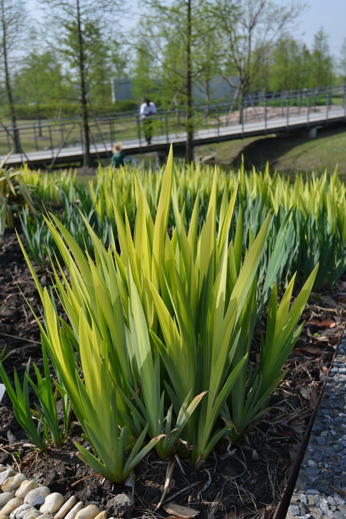 旱地种植什么效益高