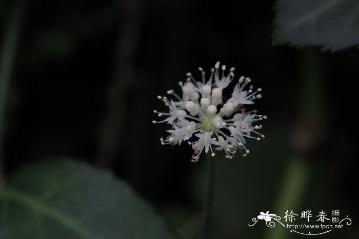 白菊花图片祭奠图片