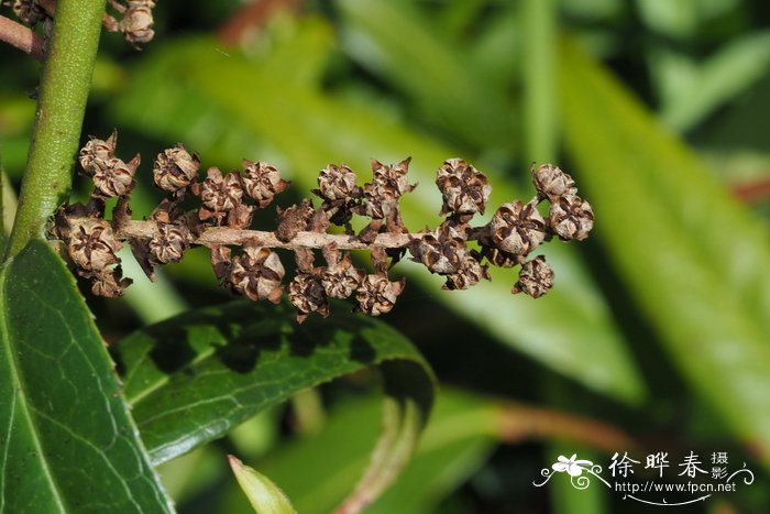 曼陀罗花功效