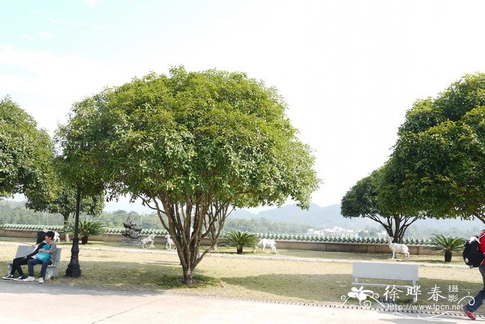 多肉植物施什么肥料好