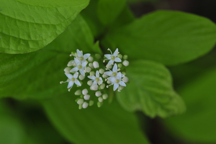 野生荠菜图片