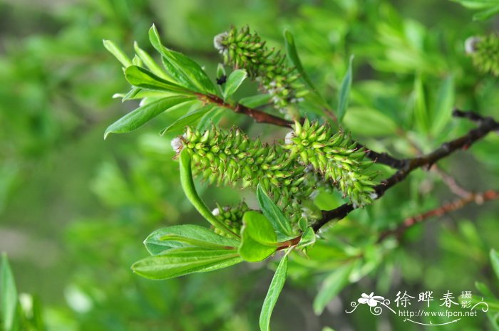 沭阳县靓景园林苗木