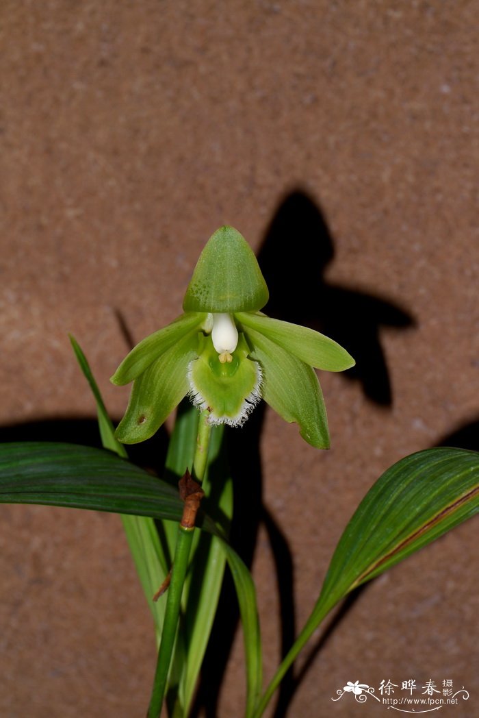 沙枣花