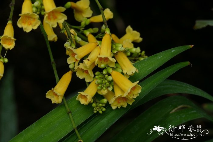 芍药花花语