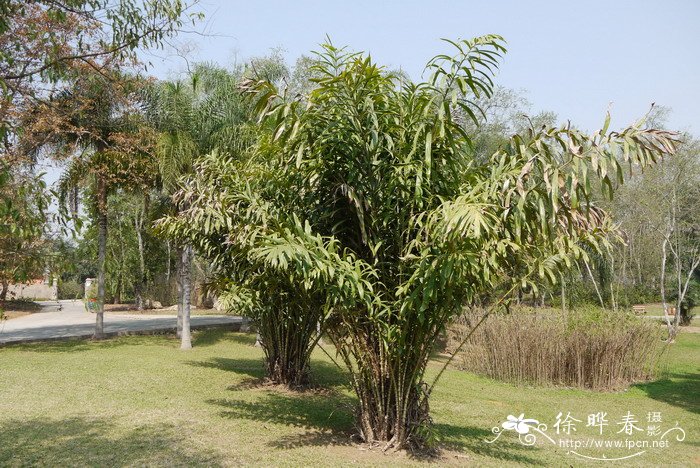 香港的市花是什么