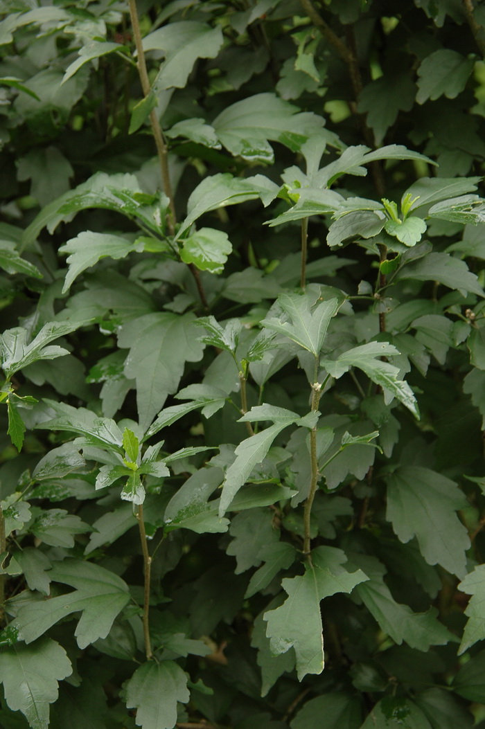 玉兰花样子特点外貌