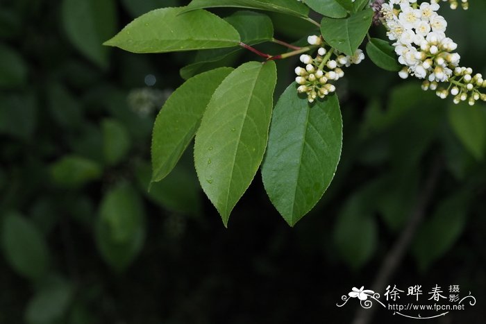 盐生植物