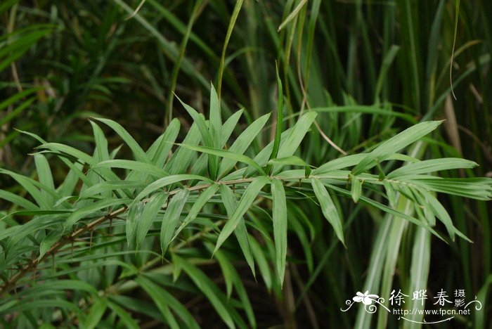 仙鹤来花