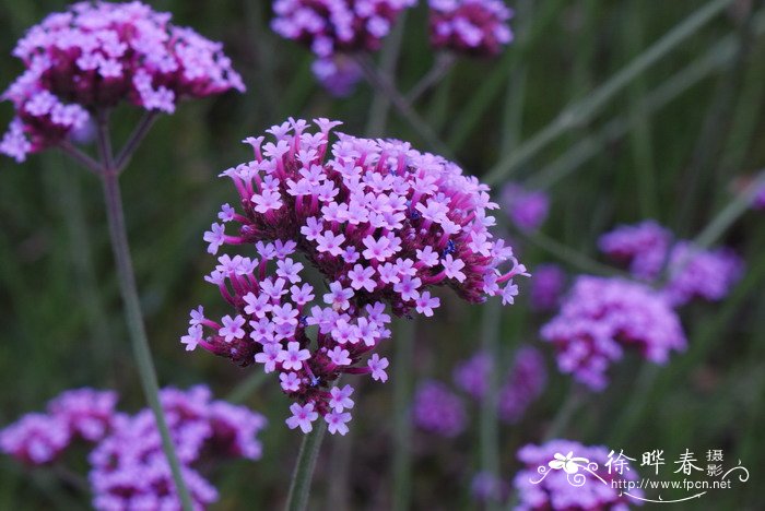 刺梅花