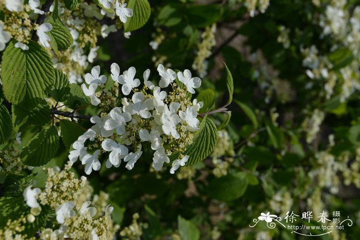 观赏桃花