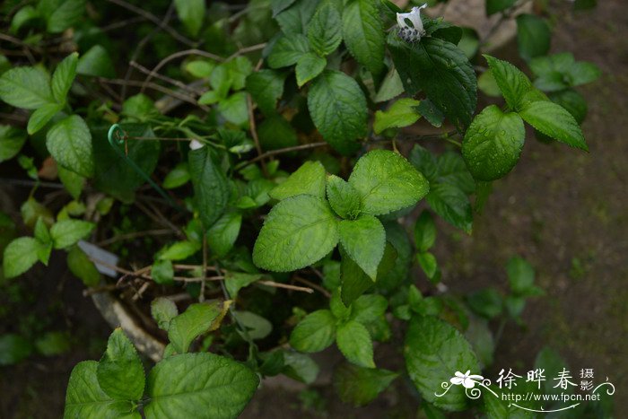 文竹花语象征与寓意