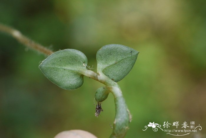 菊花叶子图片