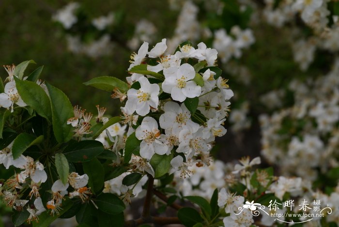 小雏菊怎么养