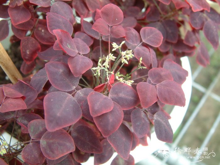 葫芦种植时间和方法