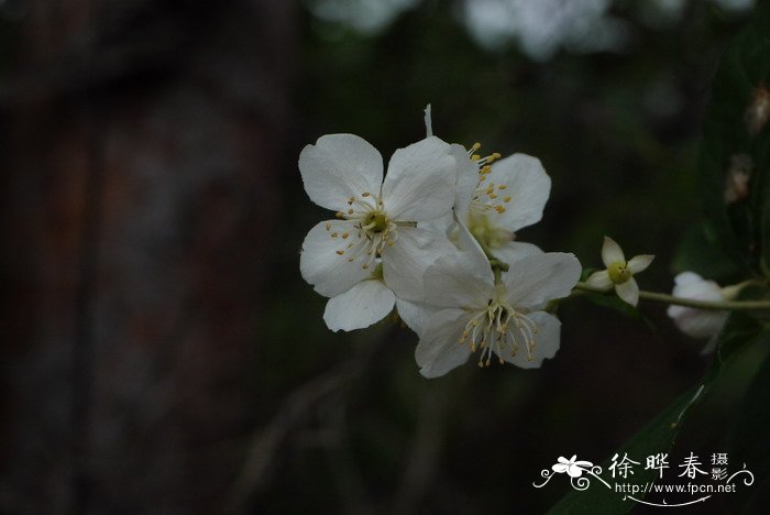 海棠花的花语和寓意