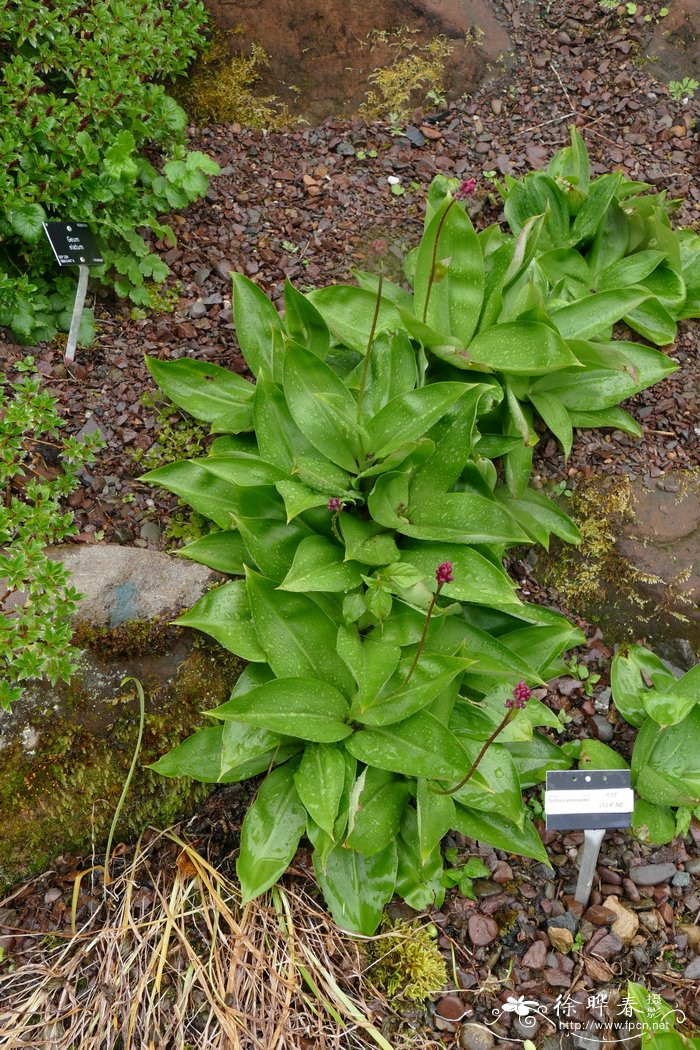 向日葵是什么季节