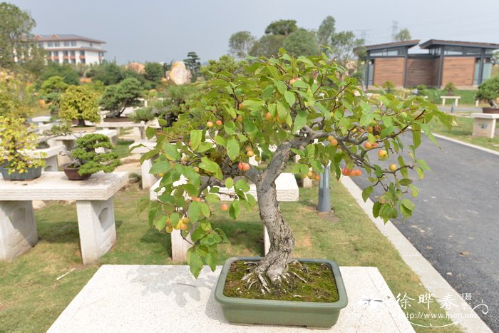 野生荠菜图片大全