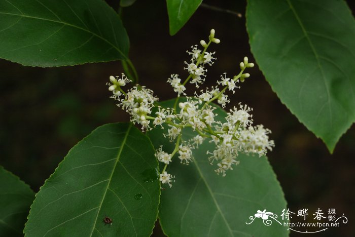 黑豆的功效