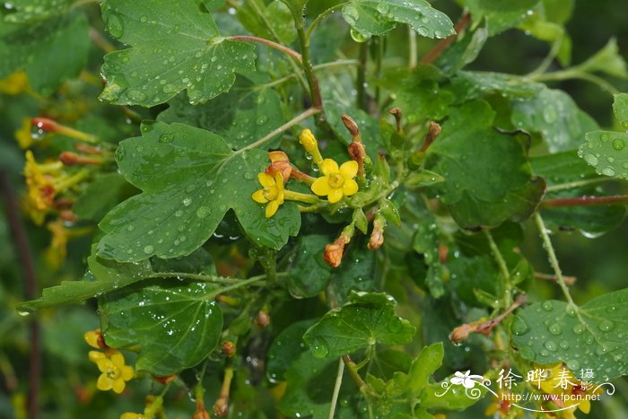 水生植物花卉