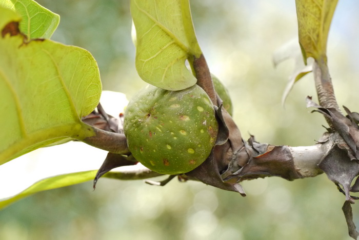 野生荠菜图片大全