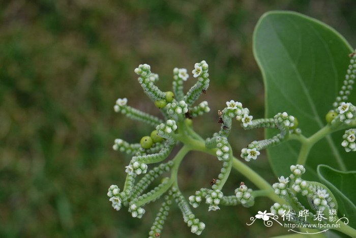 玫瑰树