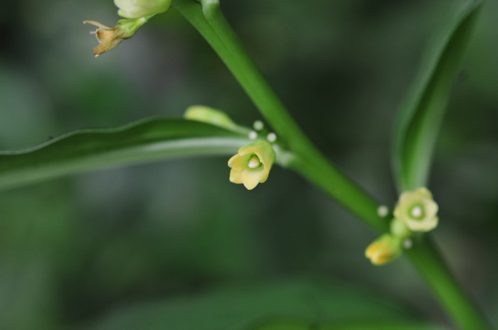 茶梅花寓意