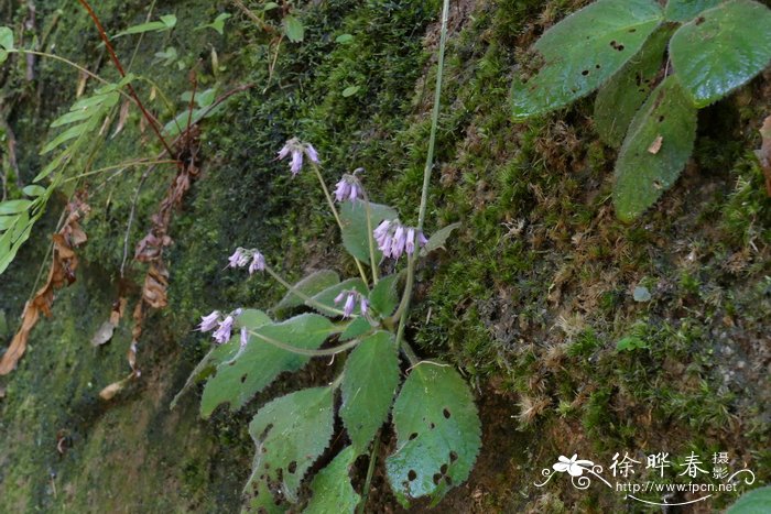 旱地种植什么效益高