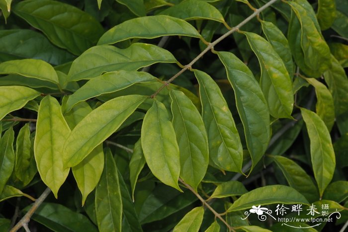 菏泽牡丹几月份开花