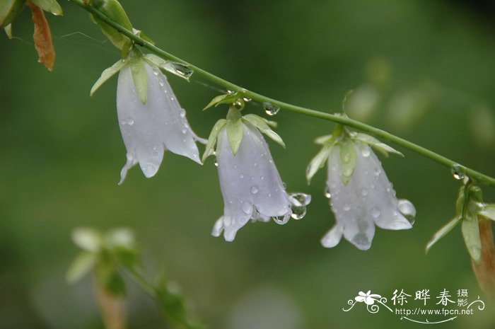 金银花的产地